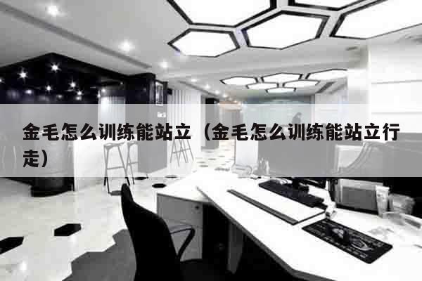 金毛怎么训练能站立（金毛怎么训练能站立行走）