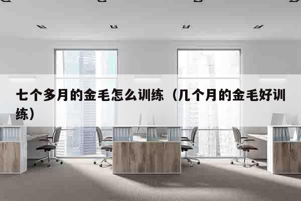 七个多月的金毛怎么训练（几个月的金毛好训练）