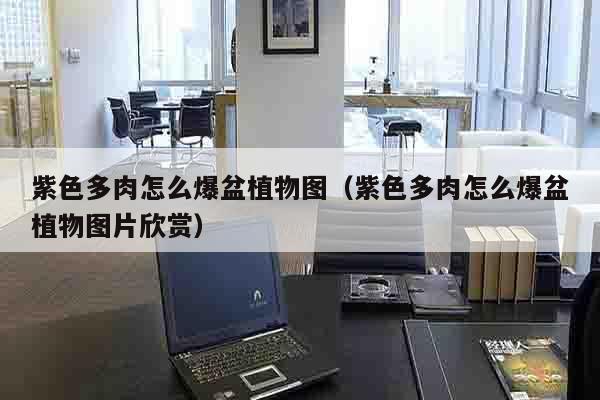 紫色多肉怎么爆盆植物图（紫色多肉怎么爆盆植物图片欣赏）