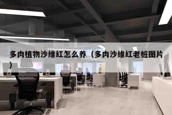 多肉植物沙维红怎么养（多肉沙维红老桩图片）