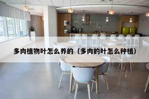 多肉植物叶怎么养的（多肉的叶怎么种植）