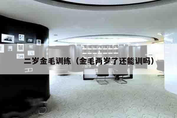 二岁金毛训练（金毛两岁了还能训吗）