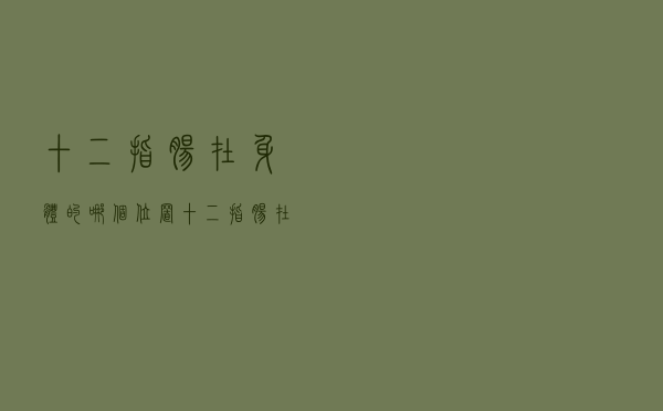 十二指肠在身体的哪个位置（十二指肠在人体什么位置）