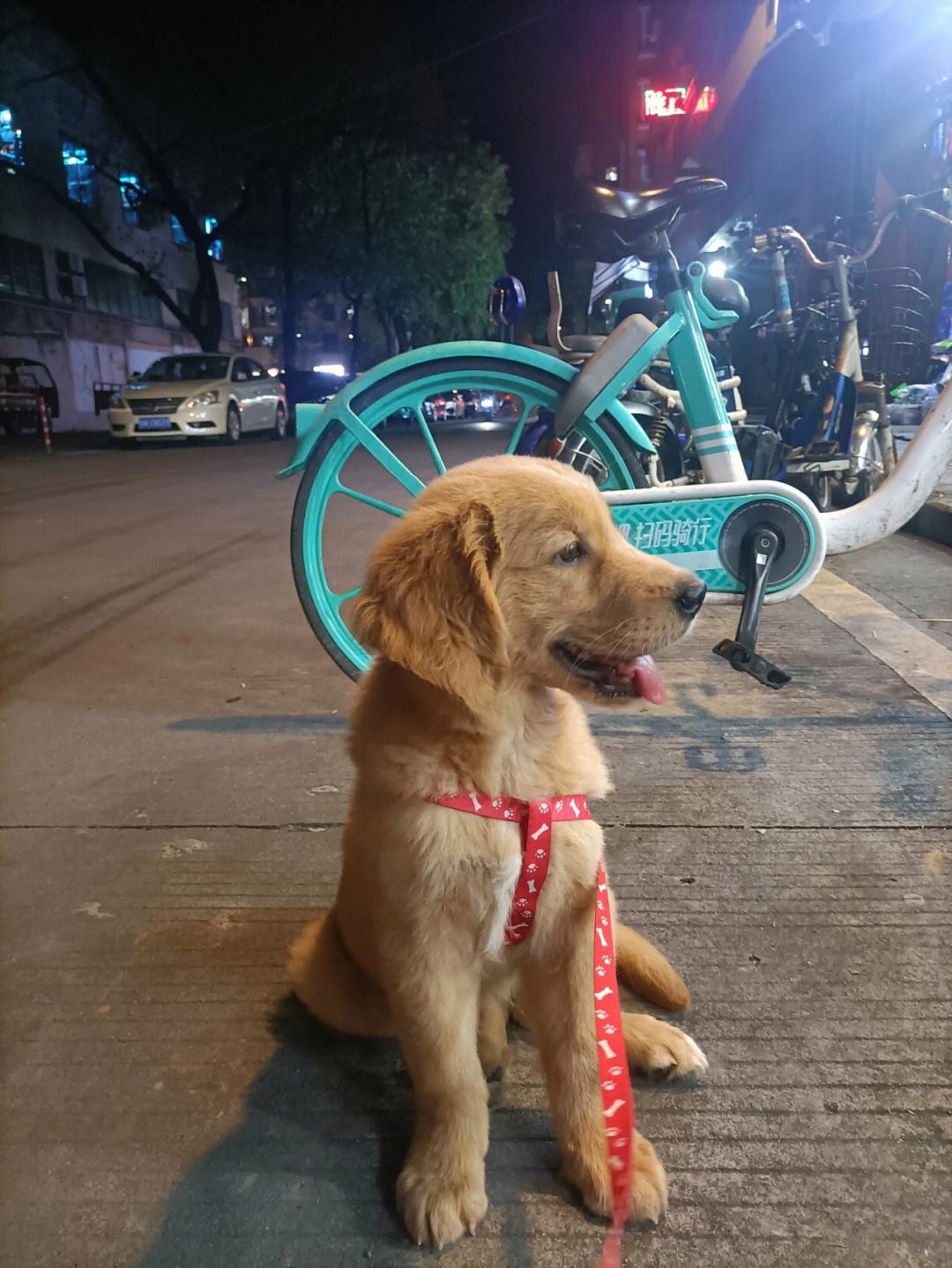 金毛一天康复训练视频大全(金毛每天需要几个小时的运动量)
