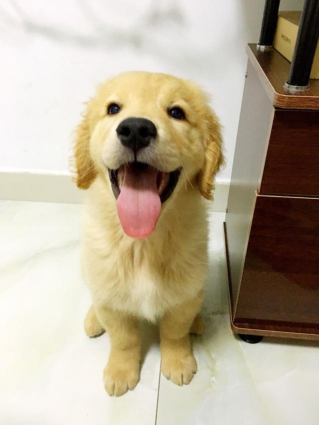 训练金毛后金毛会怎么样(训练好的金毛犬多少钱一只)