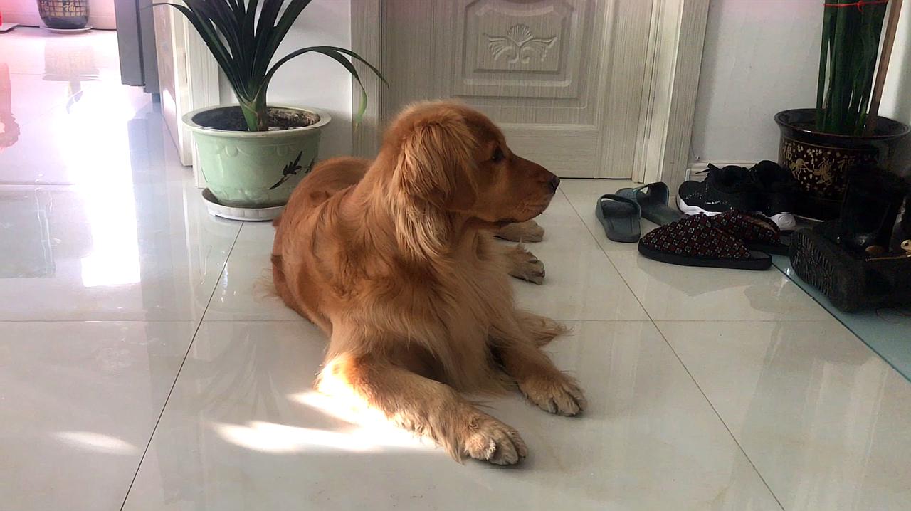 金毛训练营完整视频(金毛犬训练方视频教程)
