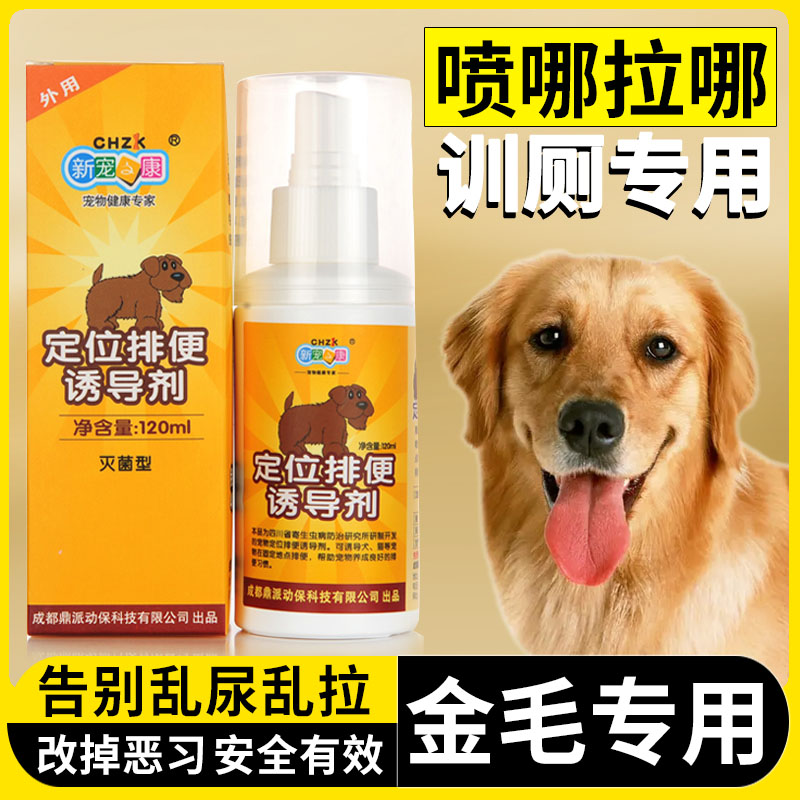 金毛幼儿定点便便训练视频(金毛训练大小便定点视频教程全集)