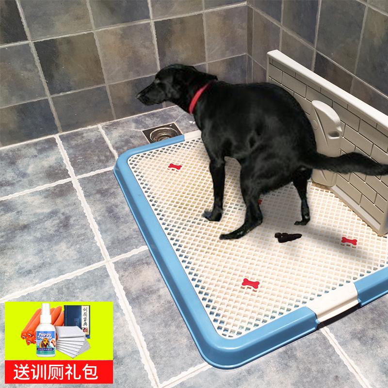 金毛幼儿定点便便训练视频(金毛训练大小便定点视频教程全集)