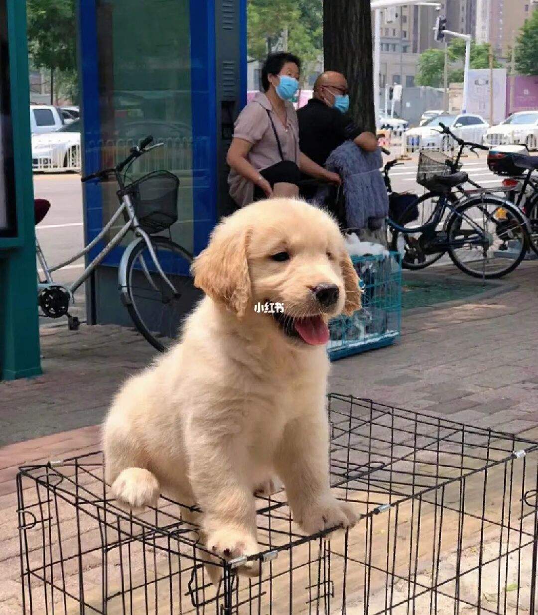 郑州金毛训练哪里靠谱的简单介绍
