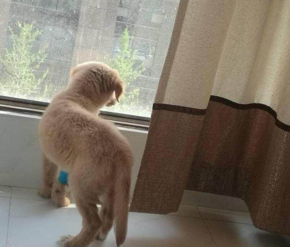 金毛卫生间训练视频(金毛卫生间训练视频教程)