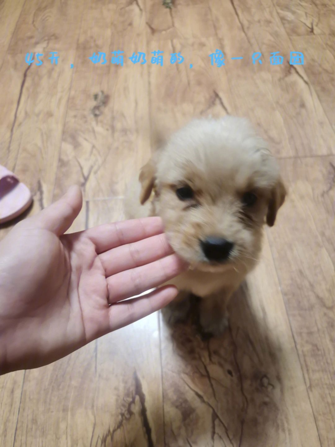 两个月金毛训练得多少钱(两个月金毛训练得多少钱啊)