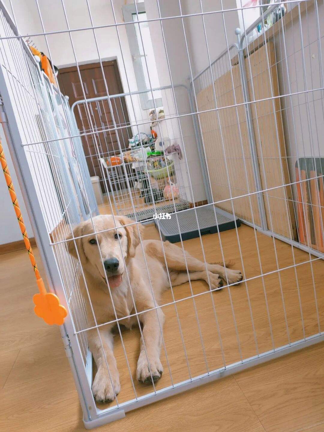 怎么训练金毛不乱咬家具(怎么训练金毛不乱咬家具狗)