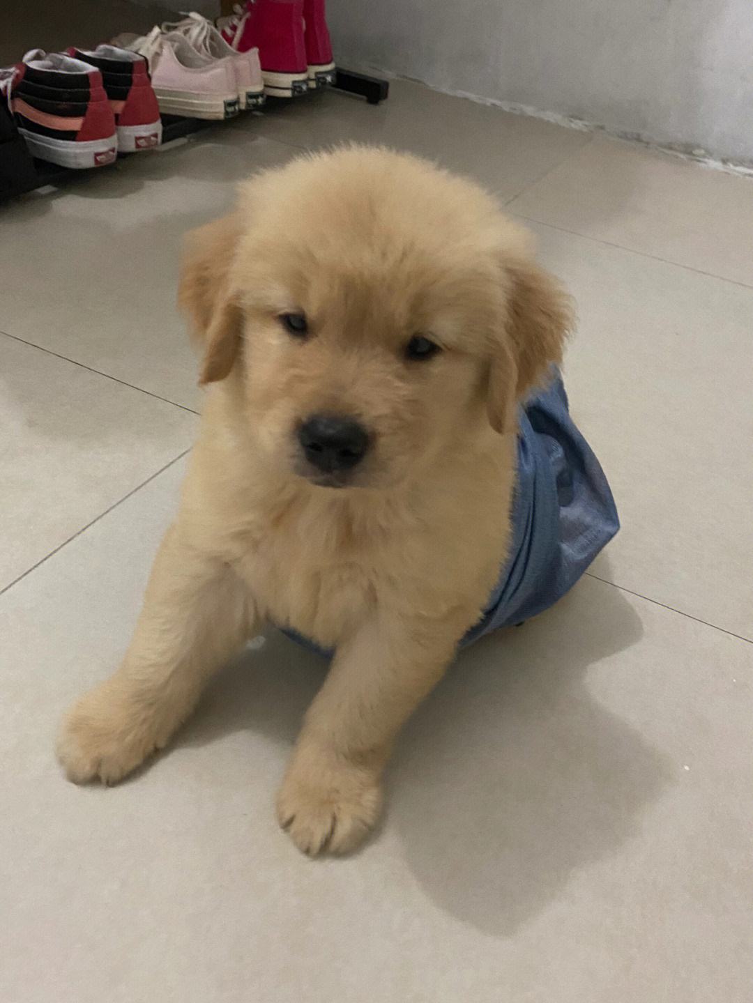 金毛一个月怎么训练(金毛幼崽一个月怎么选)