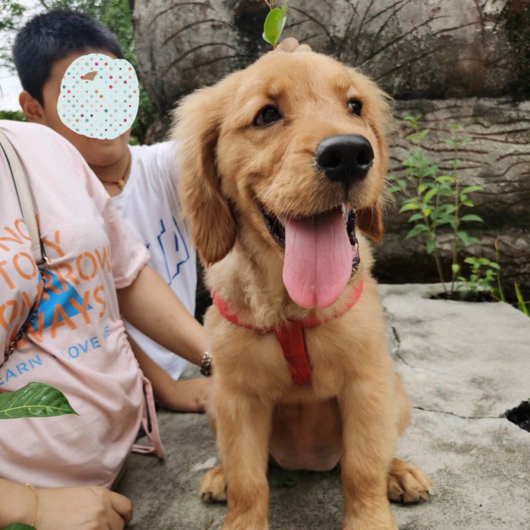金毛狗狗尿尿训练(金毛排尿困难怎么治疗)