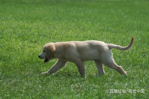 金毛4个月怎么训练大小便(四个月的金毛怎样训练大小便)