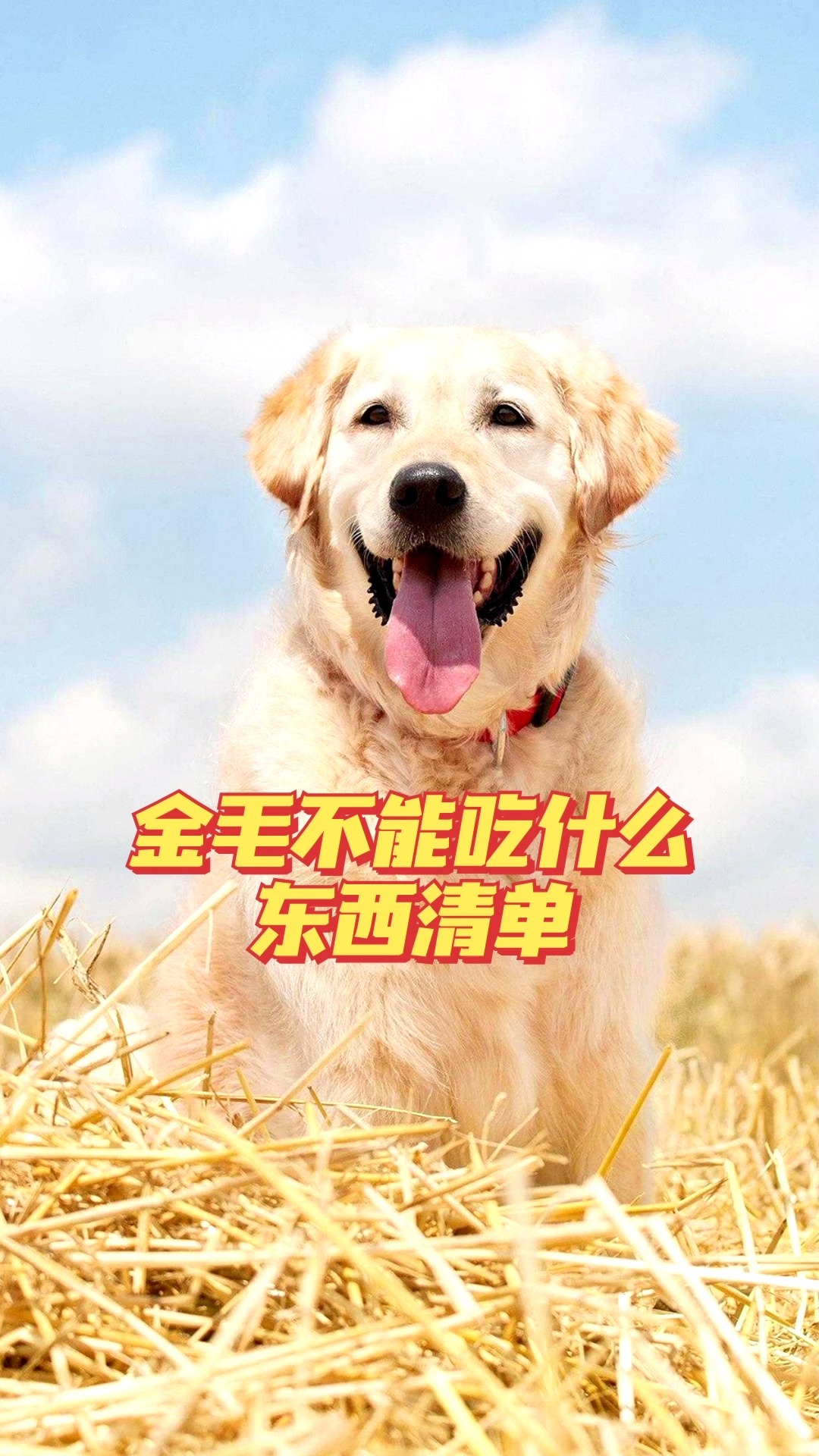 金毛训练用什么吃的最好(小金毛训练时给什么吃的奖励)