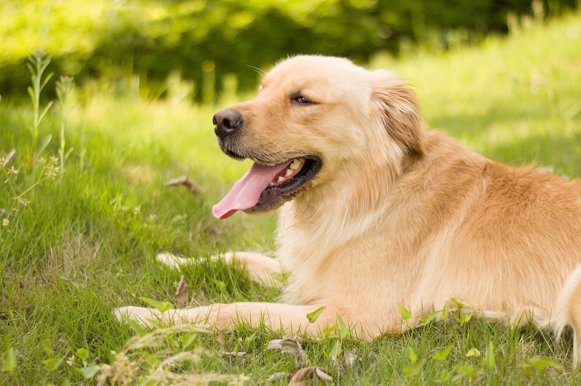 怎样训练金毛幼犬上厕所小便的简单介绍