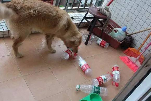 怎么训练金毛捡瓶子(怎么训练金毛拿东西给主人)