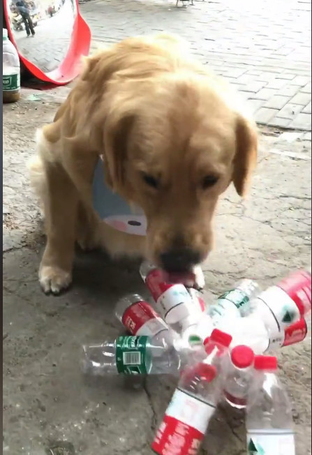 怎么训练金毛捡瓶子(怎么训练金毛拿东西给主人)