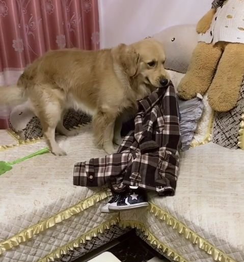 训练金毛叼凳子拍照(金毛狗怎么训练叼东西)