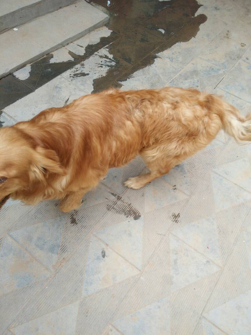 枫叶红金毛幼犬训练(枫叶红金毛是怎么培育出来的)