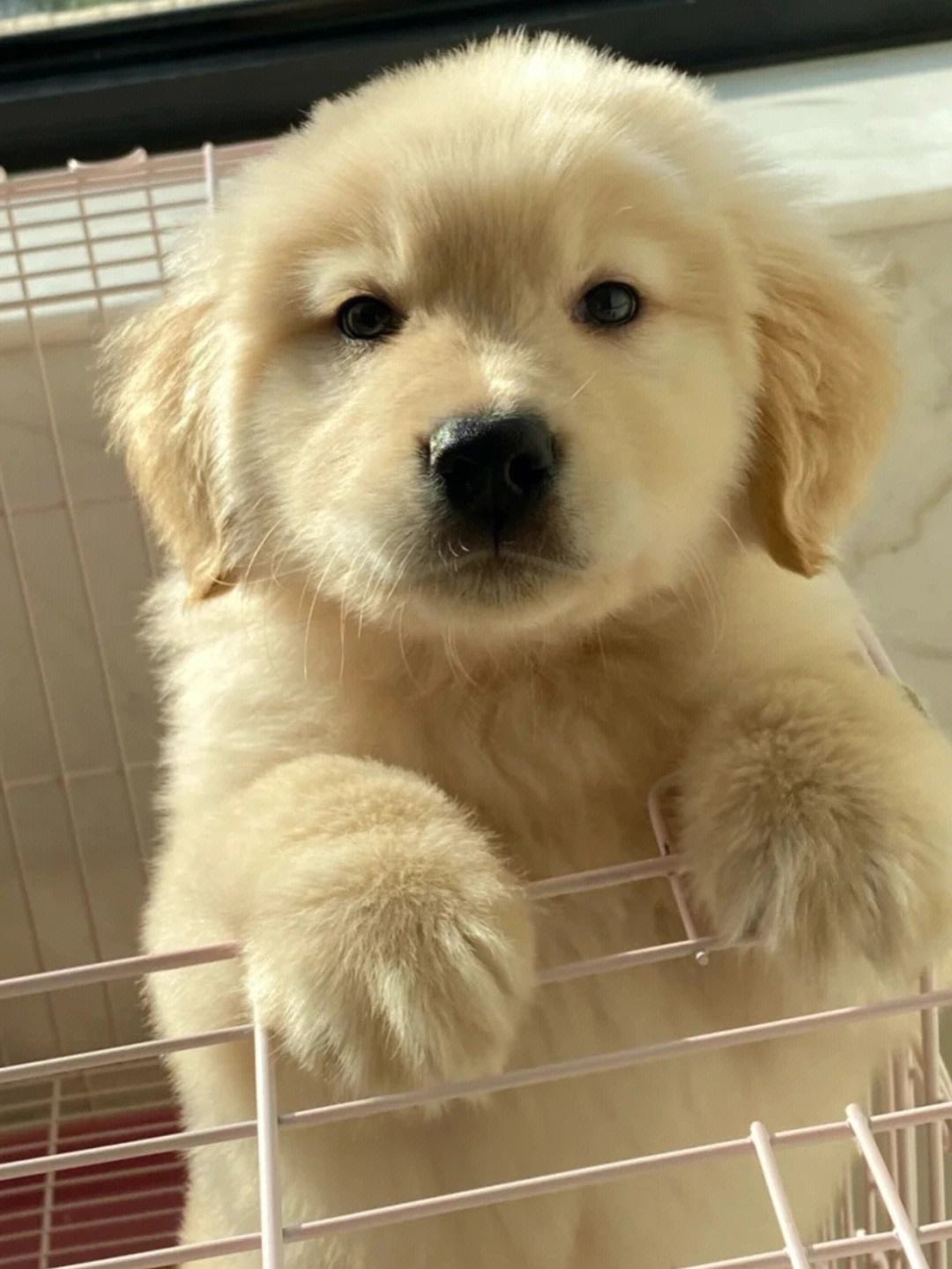 金毛幼犬笼养怎么训练(金毛幼犬笼养怎么训练的)