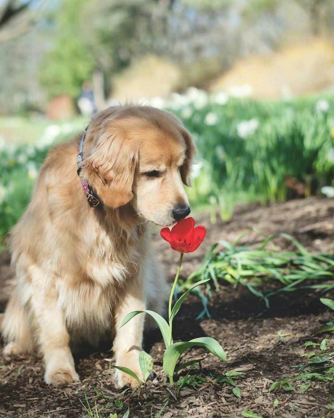 养金毛幼犬训练(金毛幼犬训练教程)