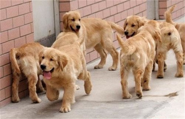 养金毛幼犬训练(金毛幼犬训练教程)