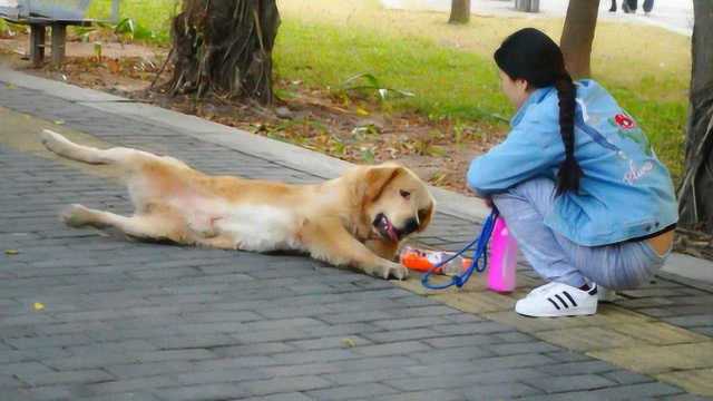 嬉皮狗金毛训练(嬉皮狗金毛训练视频)