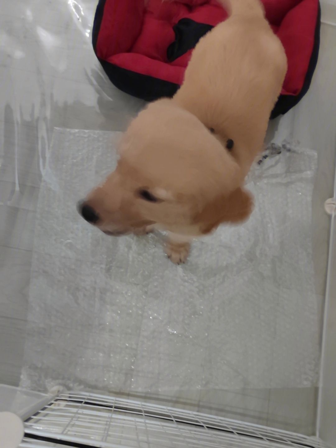 金毛幼犬大便训练(金毛幼犬训练排便教程)