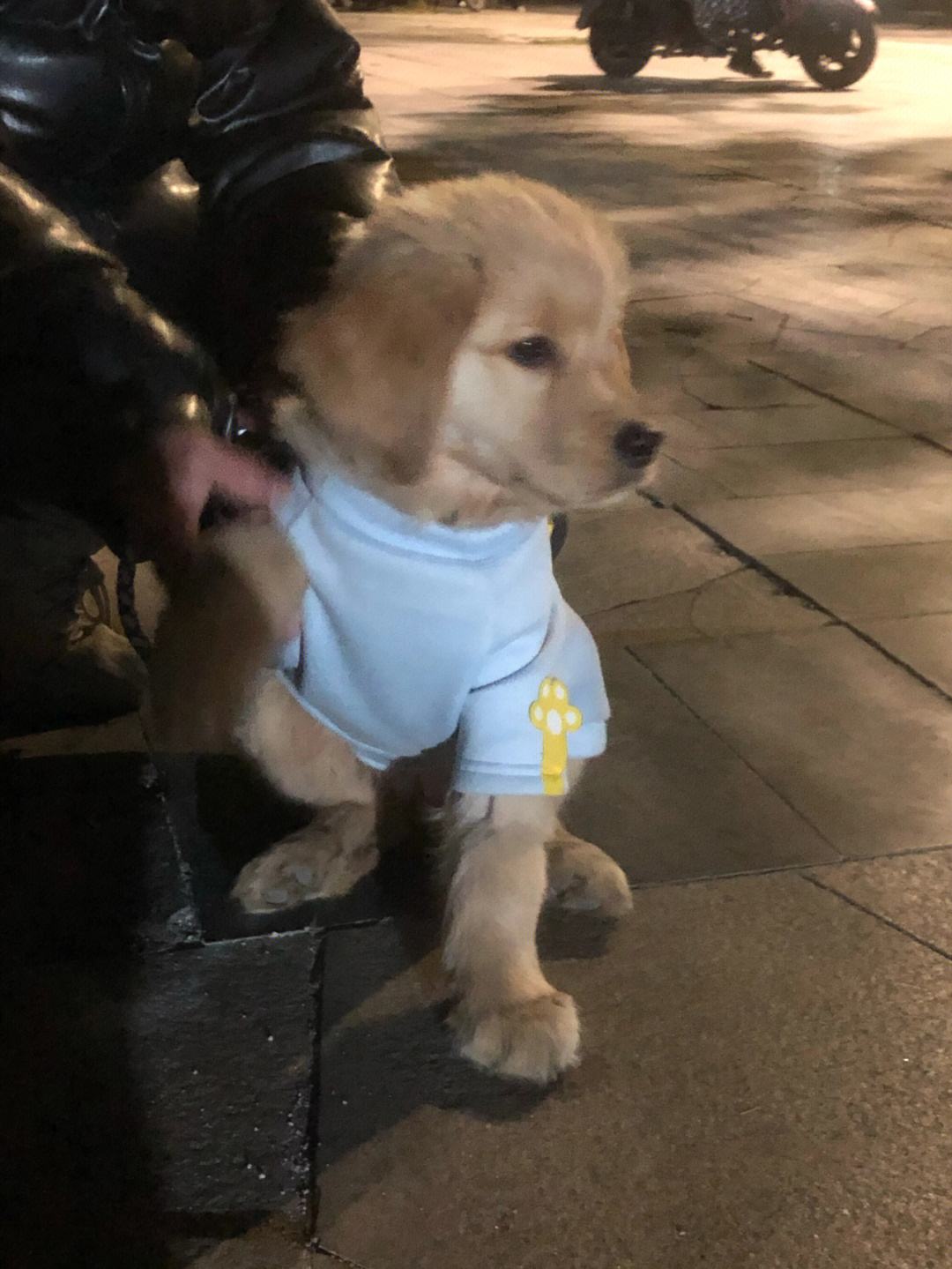 金毛幼犬大便训练(金毛幼犬训练排便教程)
