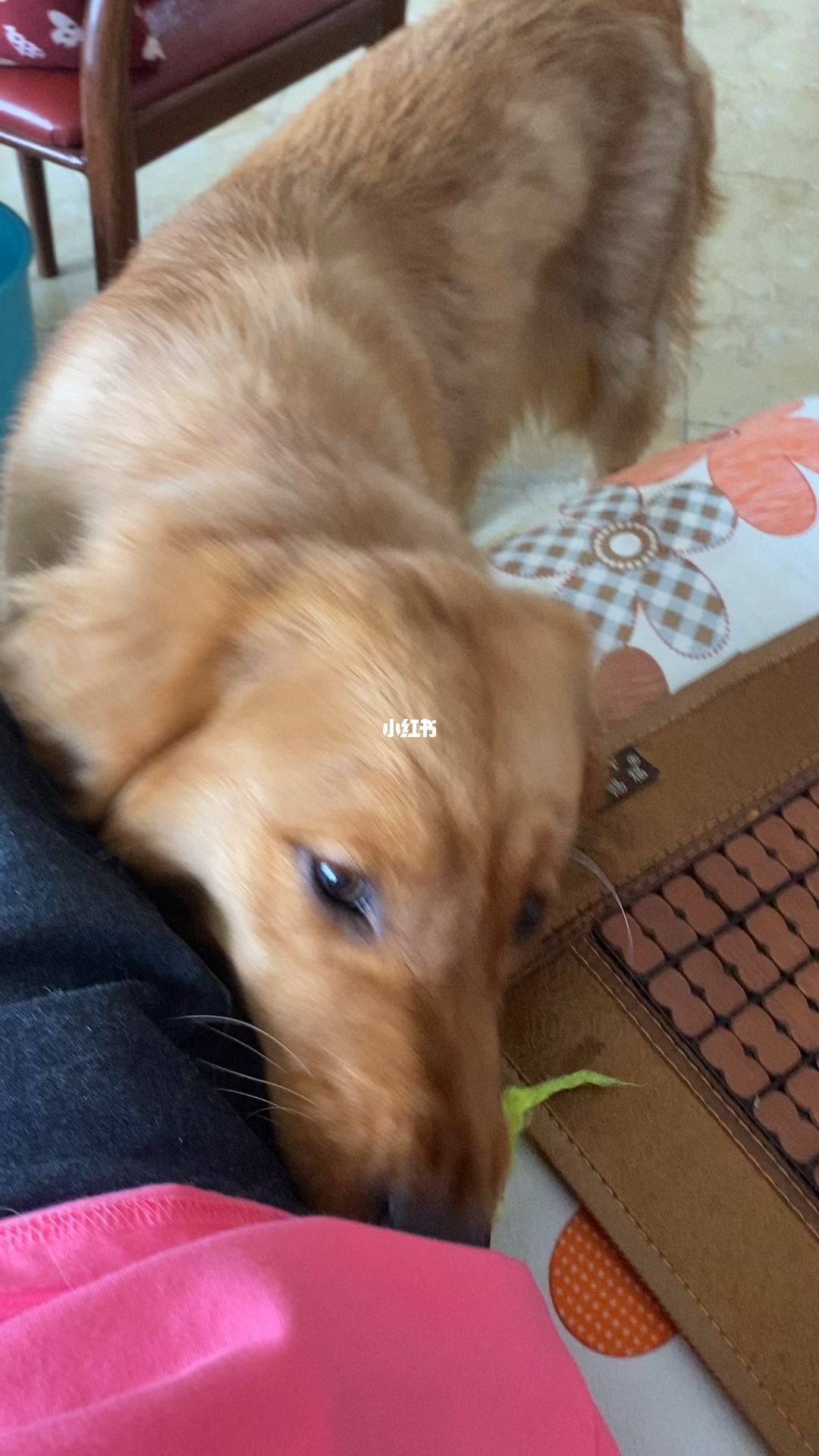 主人训练金毛妞妞打拳的简单介绍