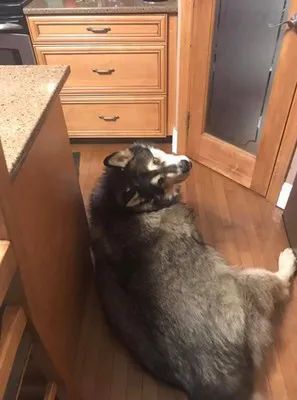 金毛牧羊犬训练阿拉斯加(金毛牧羊犬训练阿拉斯加好吗)