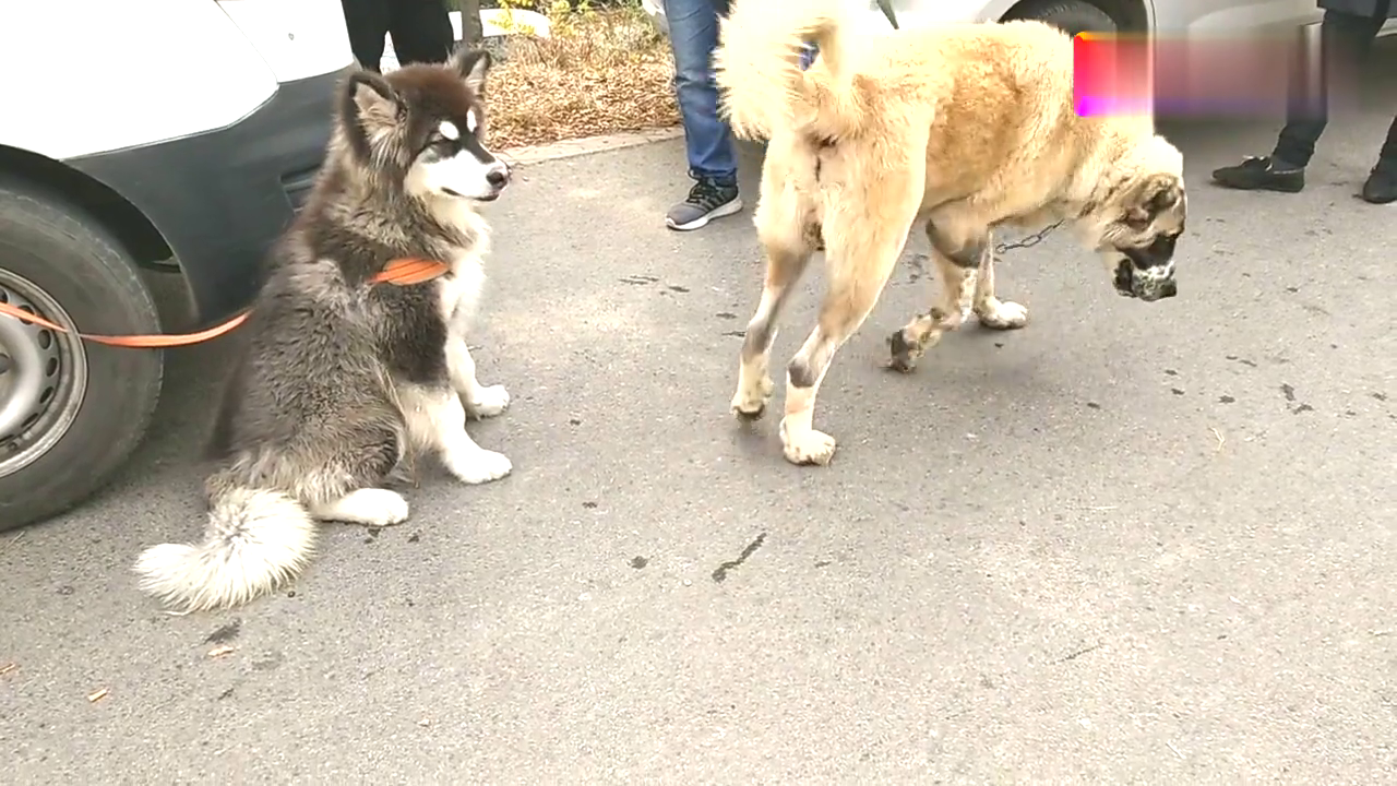 金毛牧羊犬训练阿拉斯加(金毛牧羊犬训练阿拉斯加好吗)