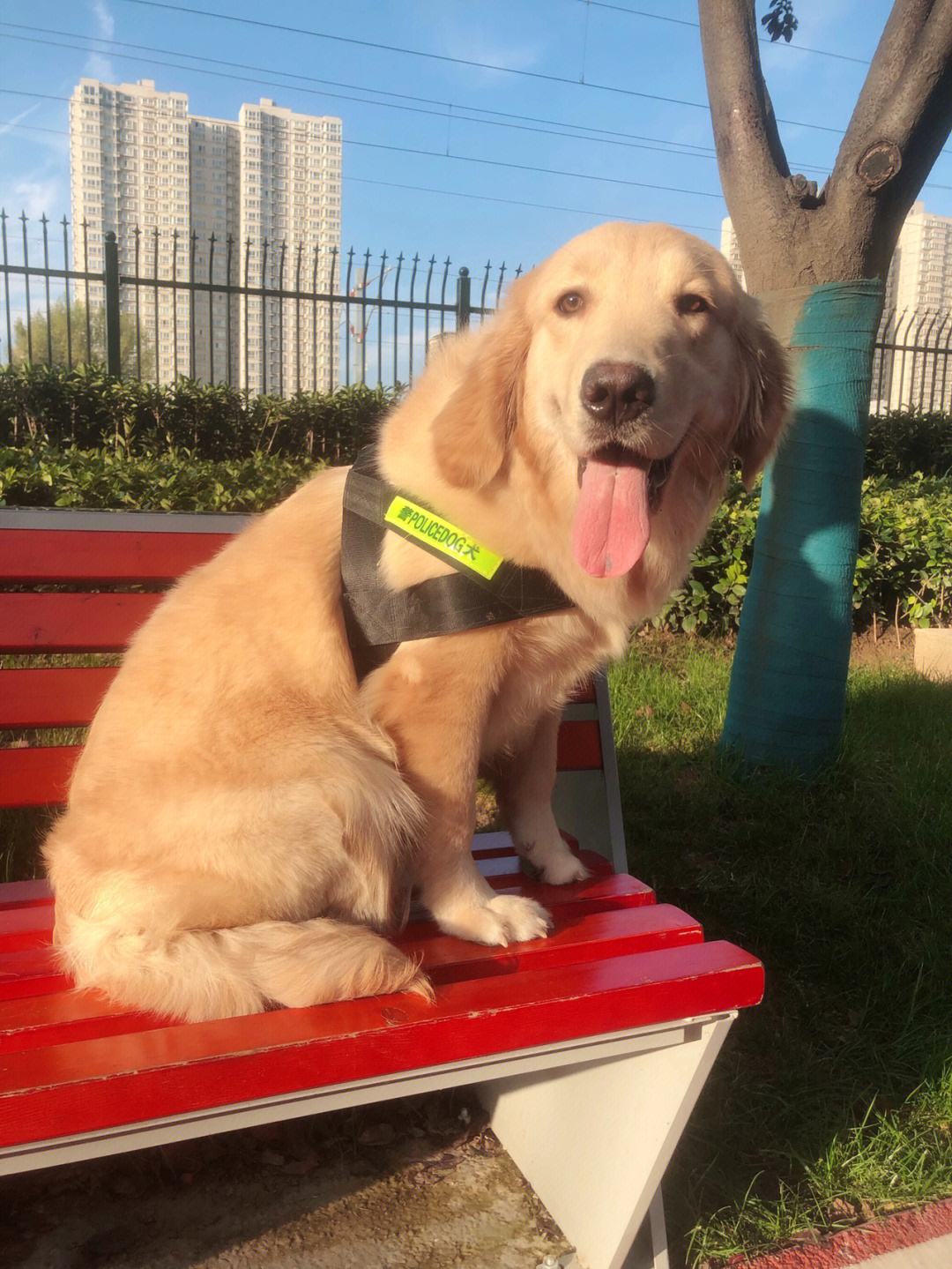 包含金毛幼犬叫名字没反应训练的词条