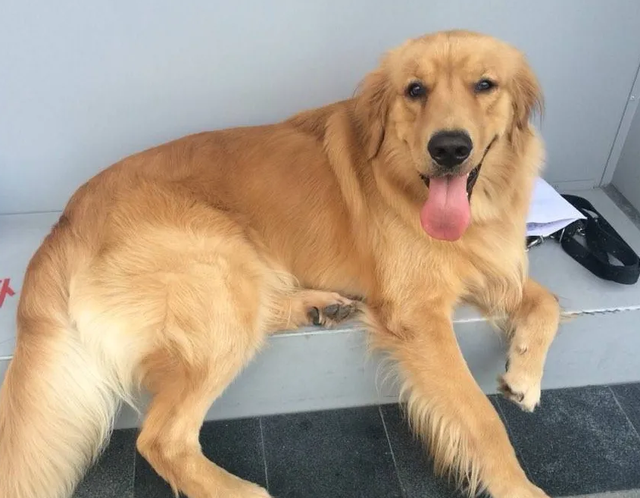 包含金毛幼犬叫名字没反应训练的词条