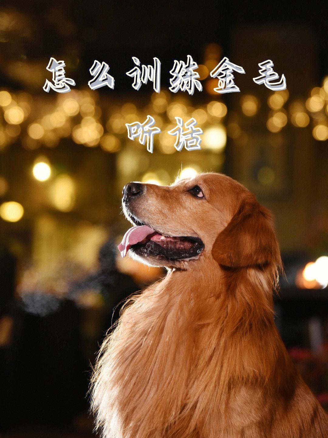 如何训练金毛气味寻物(如何训练金毛气味寻物能力)