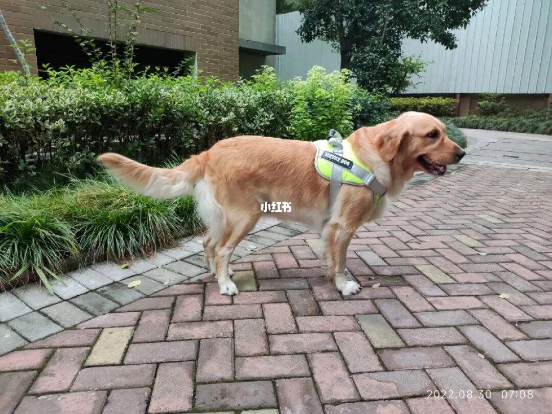 如何训练3岁的金毛(如何训练3岁的金毛犬)