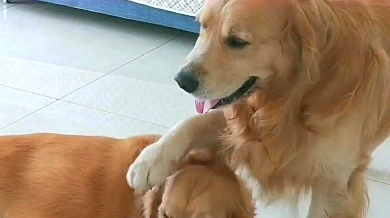 狗狗训练教程视频金毛(如何训练金毛犬视频教程)