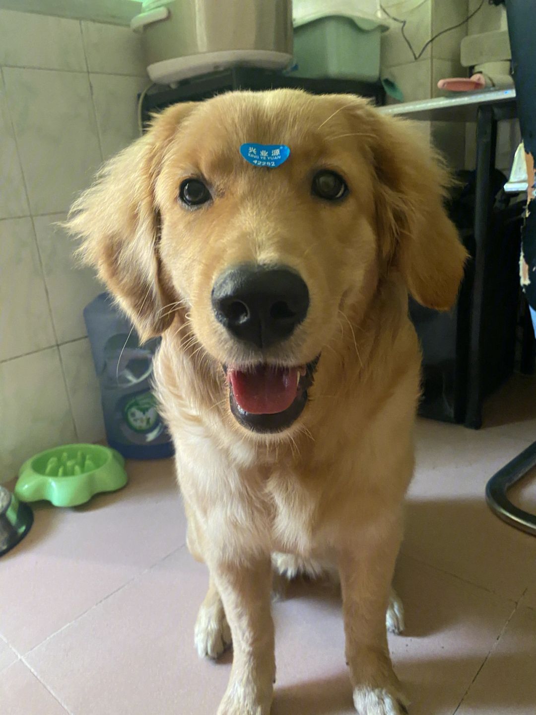 狗狗训练教程视频金毛(如何训练金毛犬视频教程)