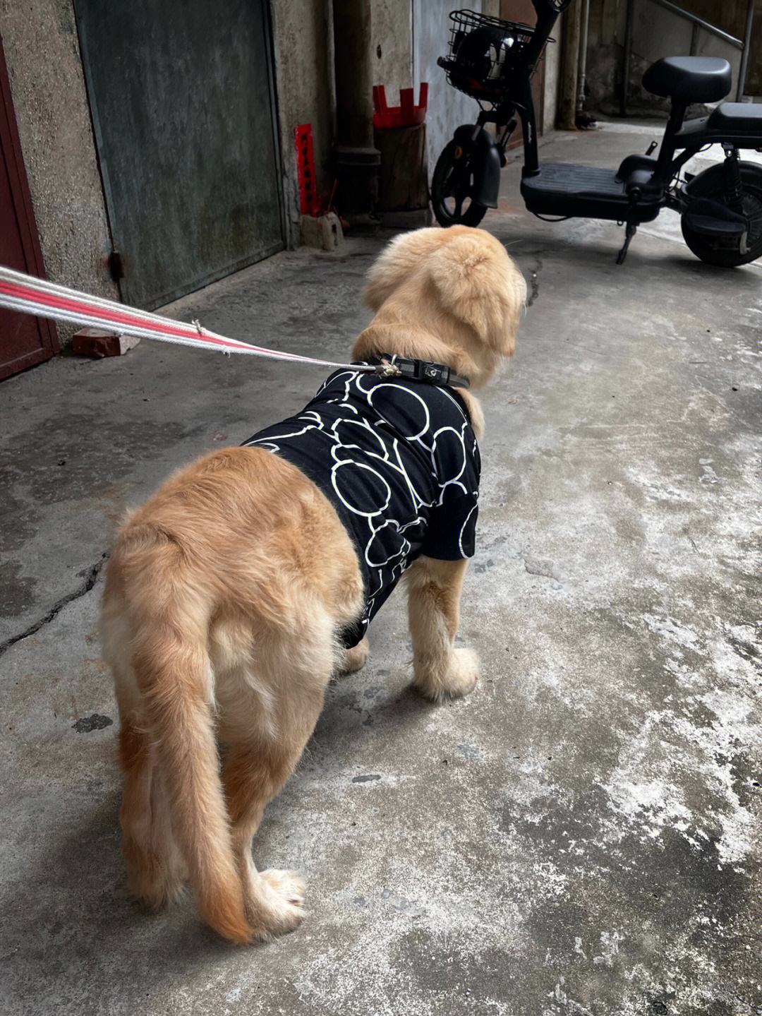 3个月幼犬怎么训练金毛(3个月幼犬怎么训练金毛狗)