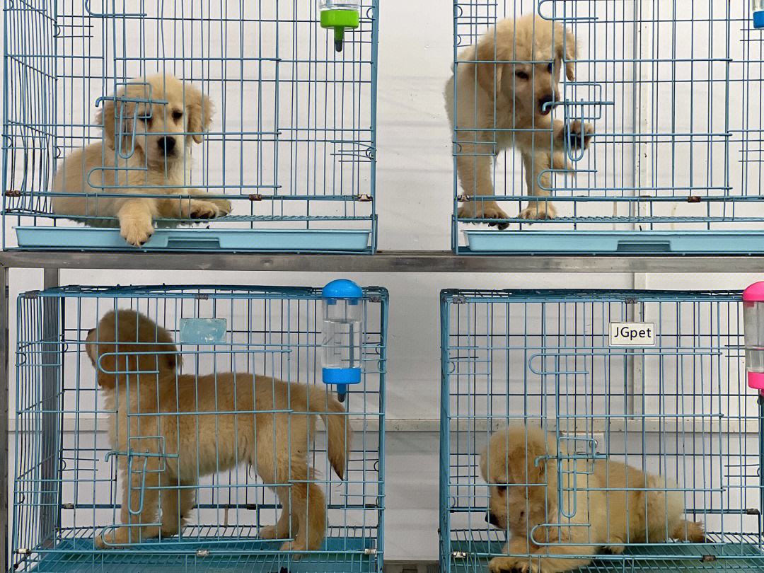广州金毛训练机构(广州金毛犬之家怎么样)