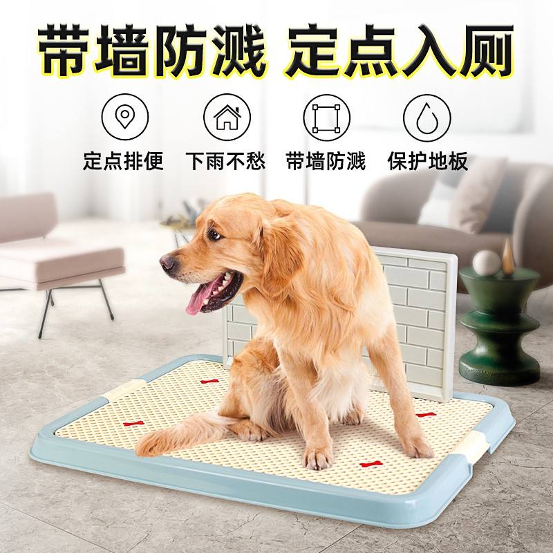 怎样训练金毛用狗厕所(怎么训练金毛狗狗大小便)