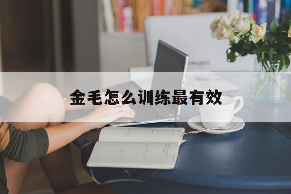 金毛怎么训练最有效(金毛怎么训练图片大全集)