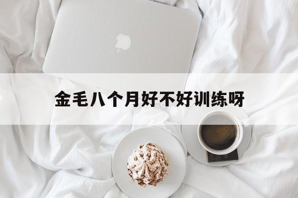 金毛八个月好不好训练呀的简单介绍