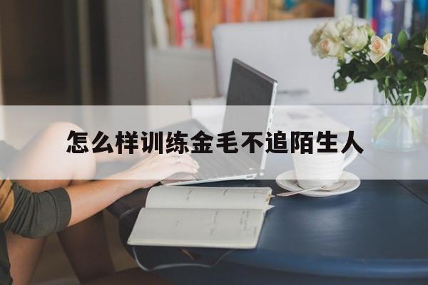 怎么样训练金毛不追陌生人(怎样训练金毛犬不随地大小便)