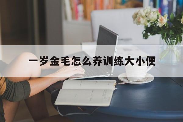 一岁金毛怎么养训练大小便(金毛狗一岁了怎么训练能听懂人话)