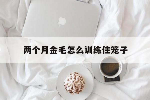 两个月金毛怎么训练住笼子(两个月的金毛怎么训练拉屎拉尿)