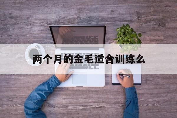 两个月的金毛适合训练么(两个月的金毛需要注意什么)
