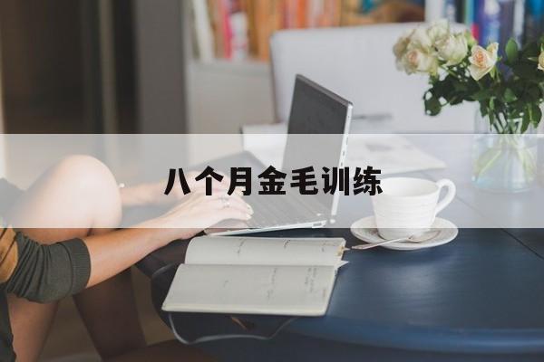 八个月金毛训练(八个月的金毛怎么训)